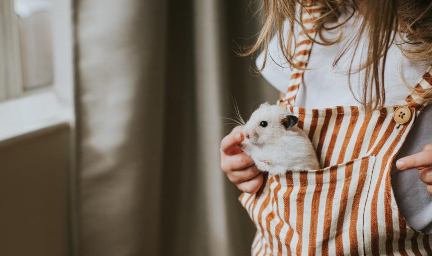 Pet: are we ready to adopt?