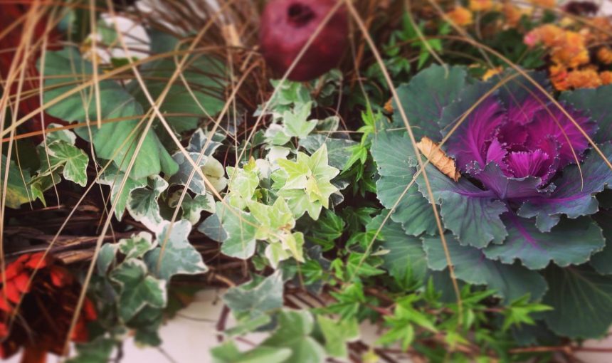 Top 10 plants for fall-winter planters