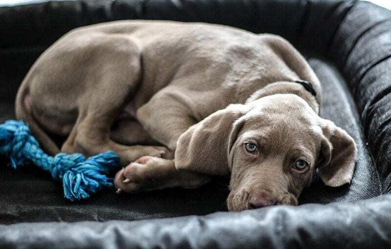 Advantages and disadvantages of the adoption of a dog