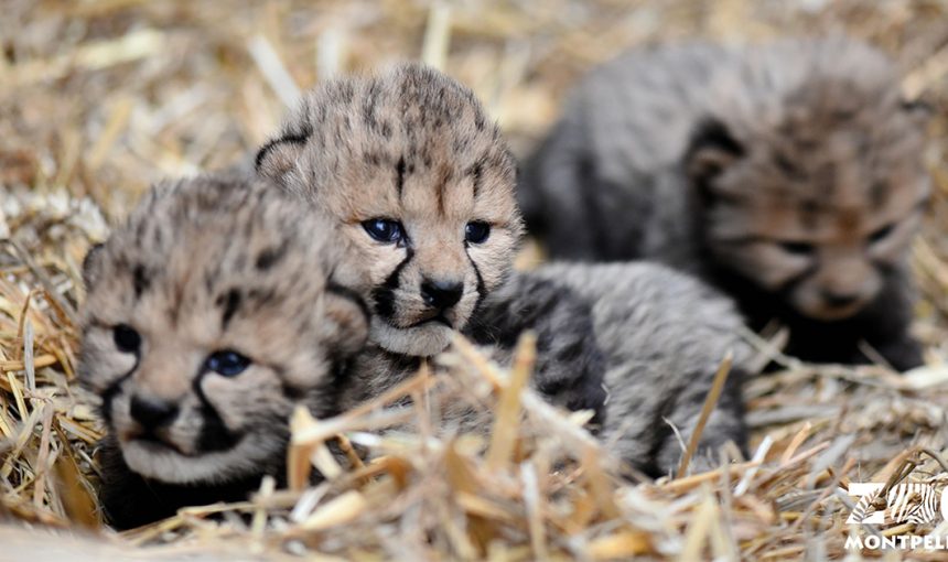 Hope for the conservation of cheetahs