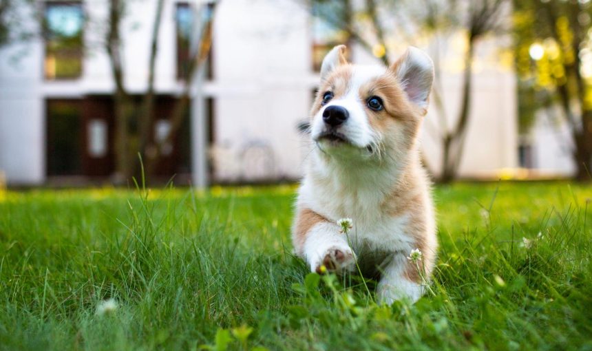 Is your garden suitable for pets?