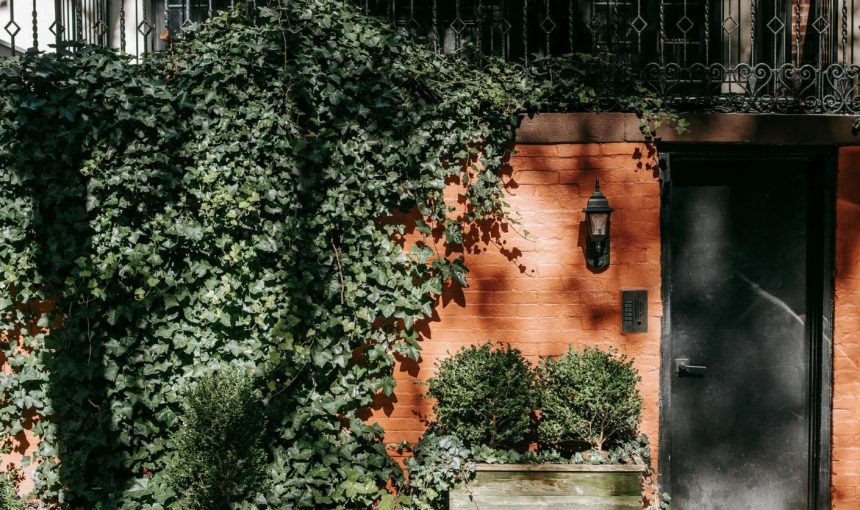 5 reasons to crack for ivy
