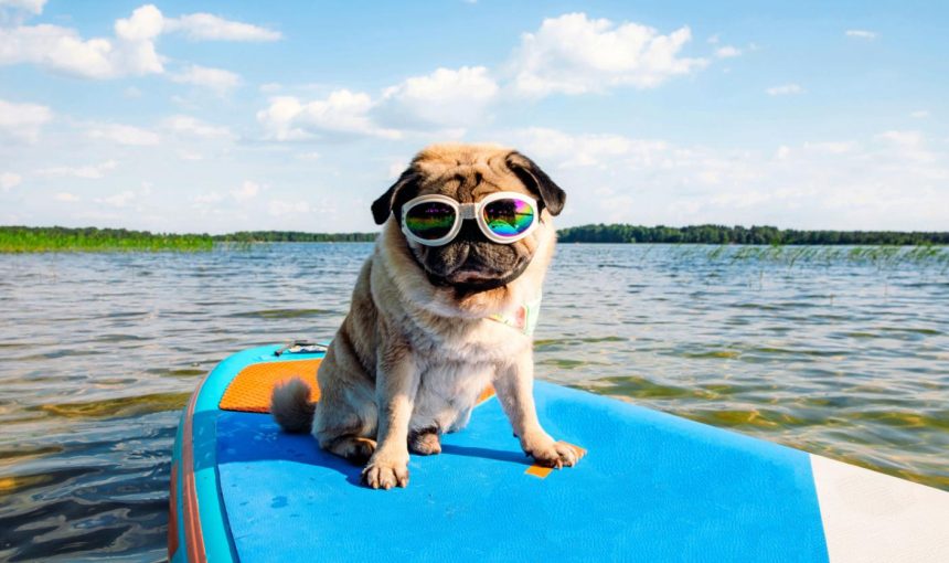 The best unusual activities to do with your dog