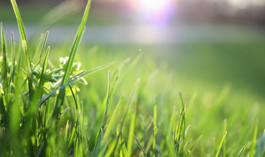 4 reasons not to mow too short grass