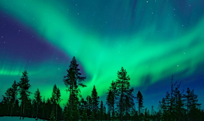 What you did not know about the northern boreales