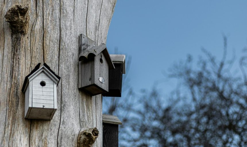 6 tips for installing a bird nest
